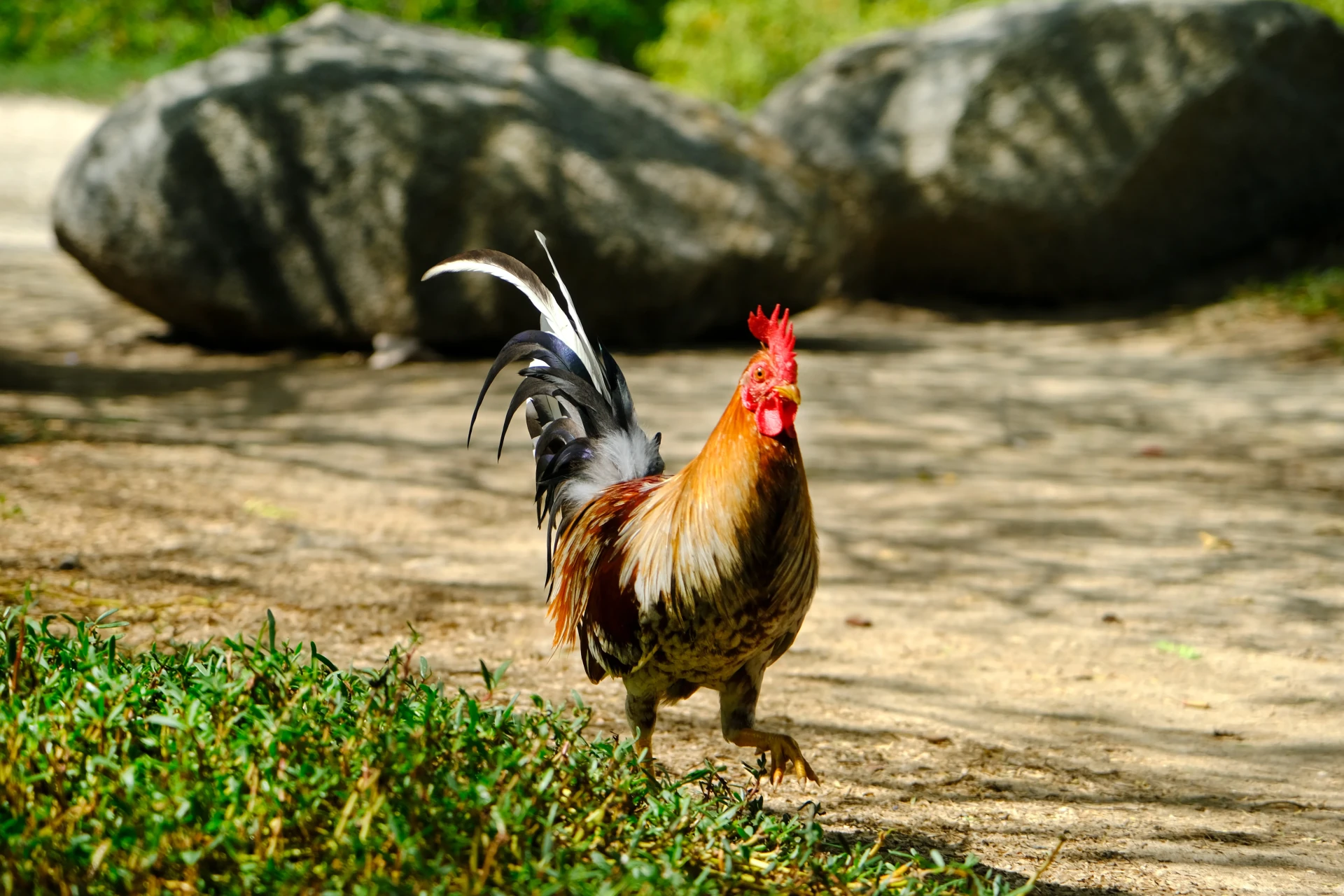 Savaneta Beach Aruba