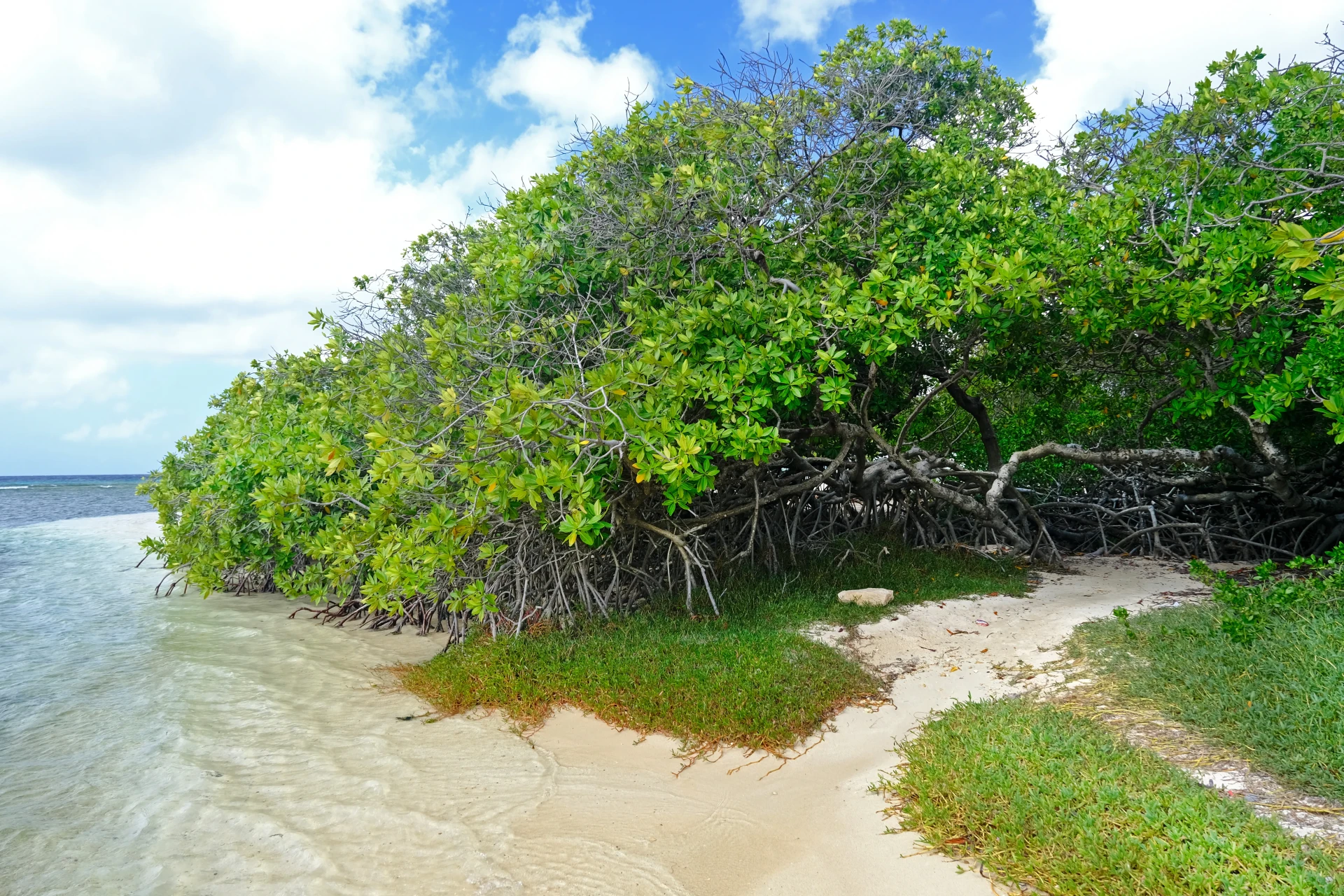 Savaneta Beach Aruba