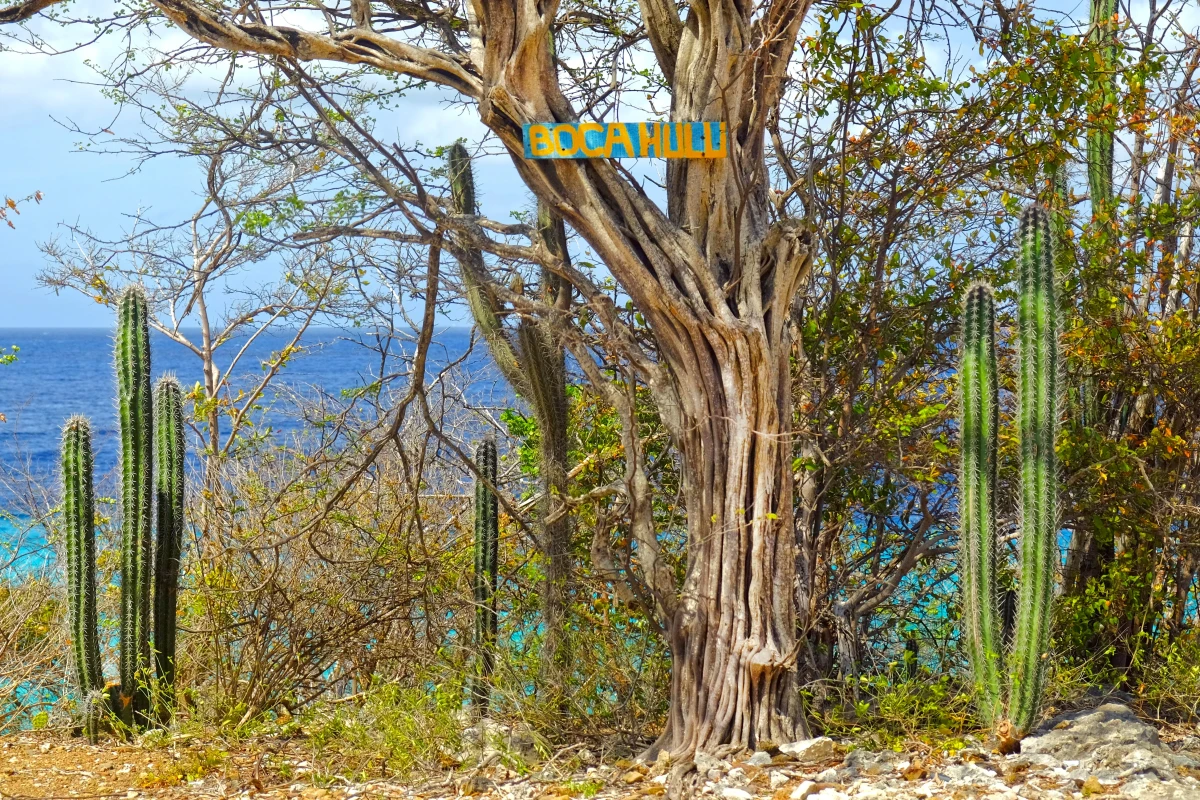 Boka Hulu - 2